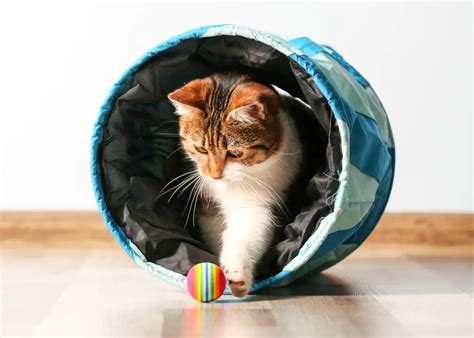 From Mice to Birds: The Variety of Magic Organic Cat Toys Available on the Market